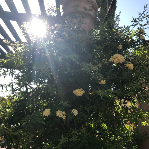 Meet your Posher, Shawna - Picture 1 of 1